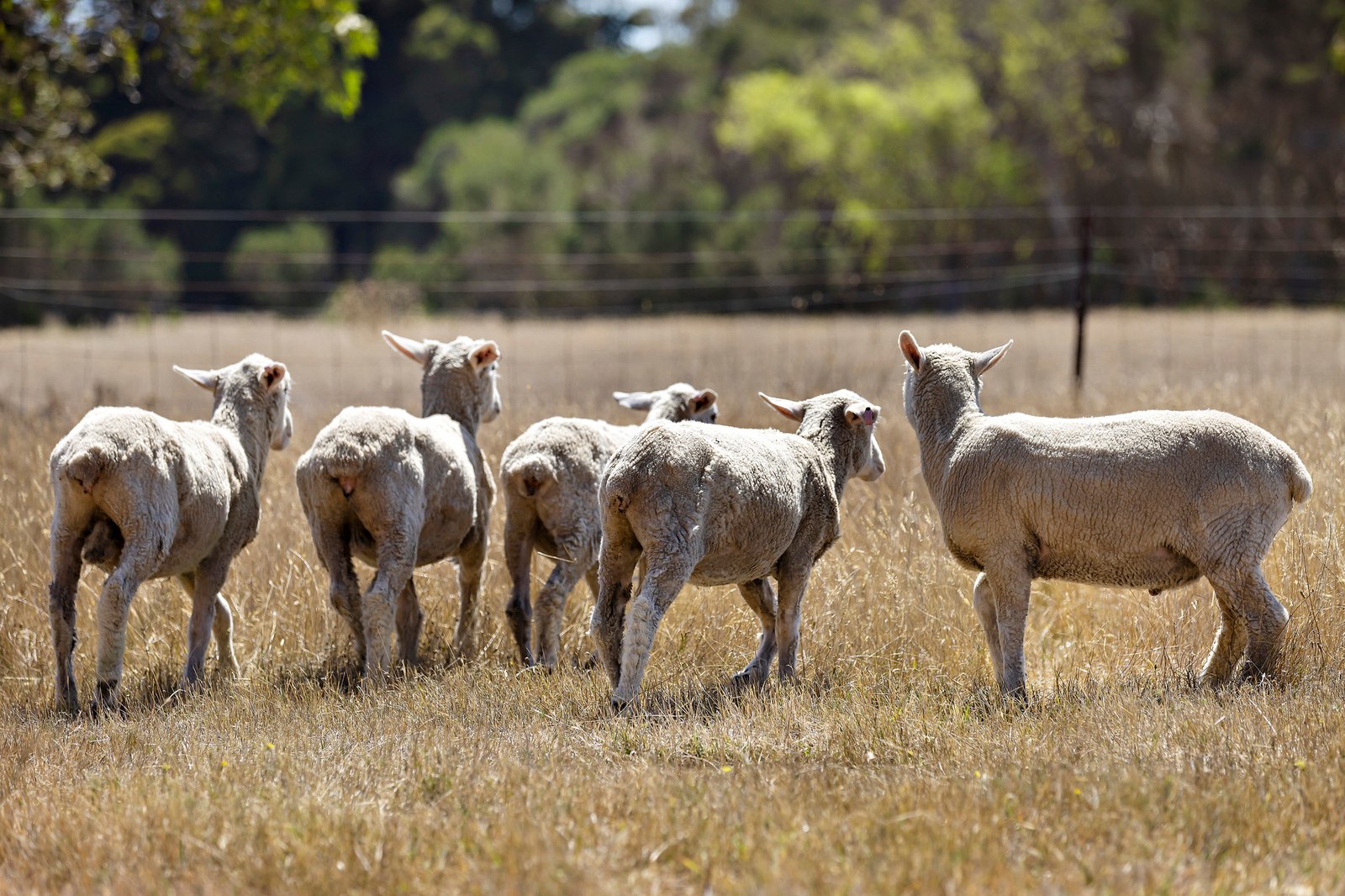 1452 Stumpy Gully Road, Moorooduc, 3933