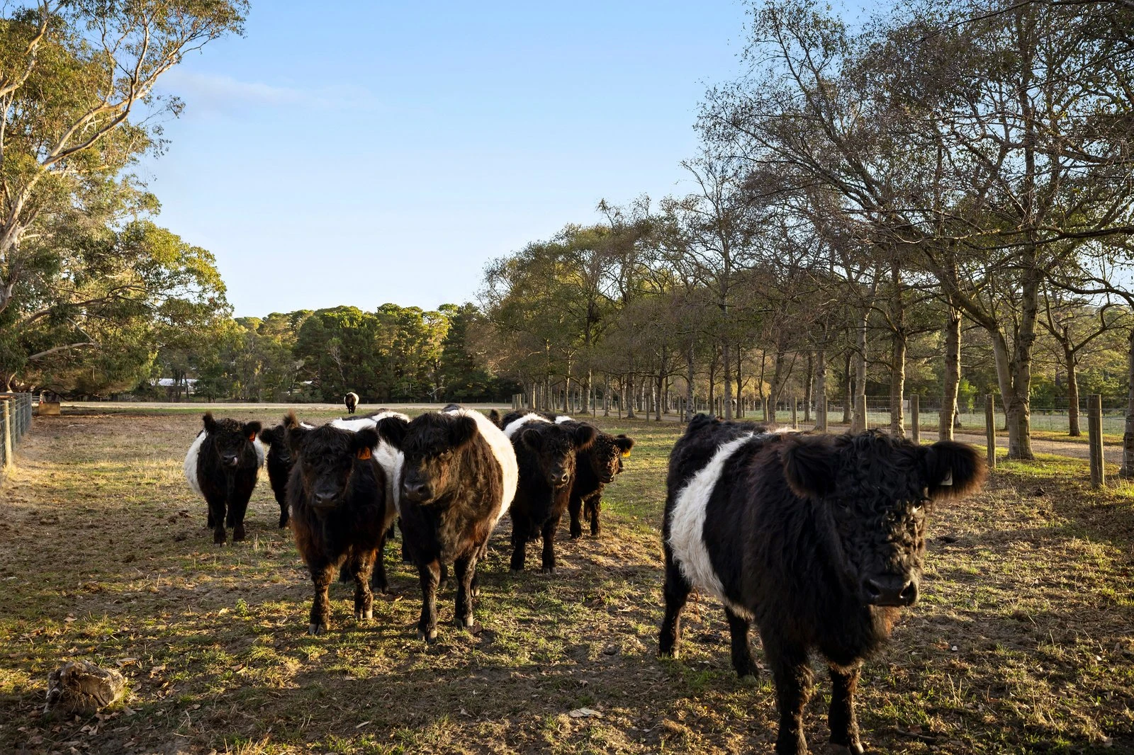 177 Coolart Road, Hastings, 3915