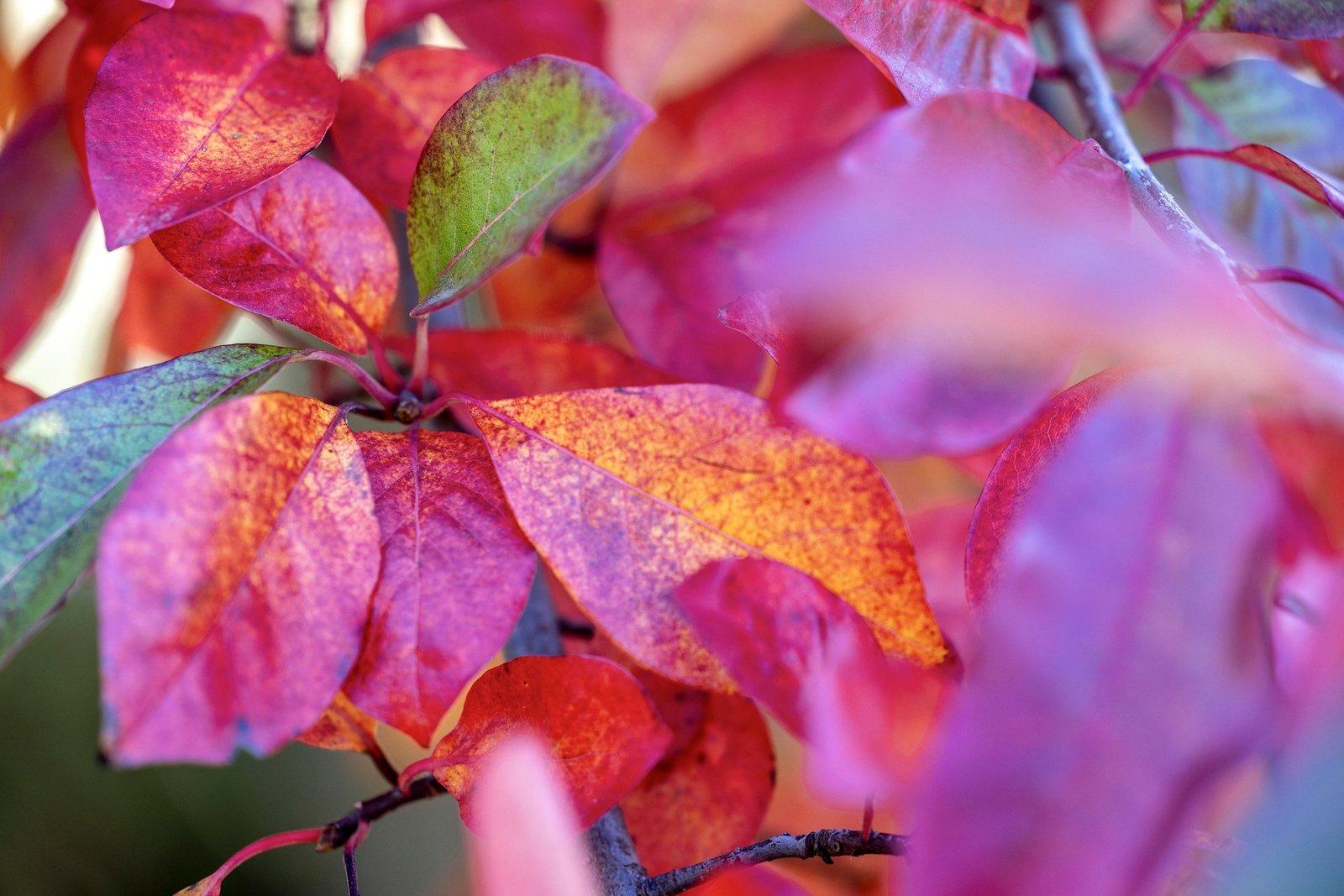 41 Stanleys Road, Merricks, 3916