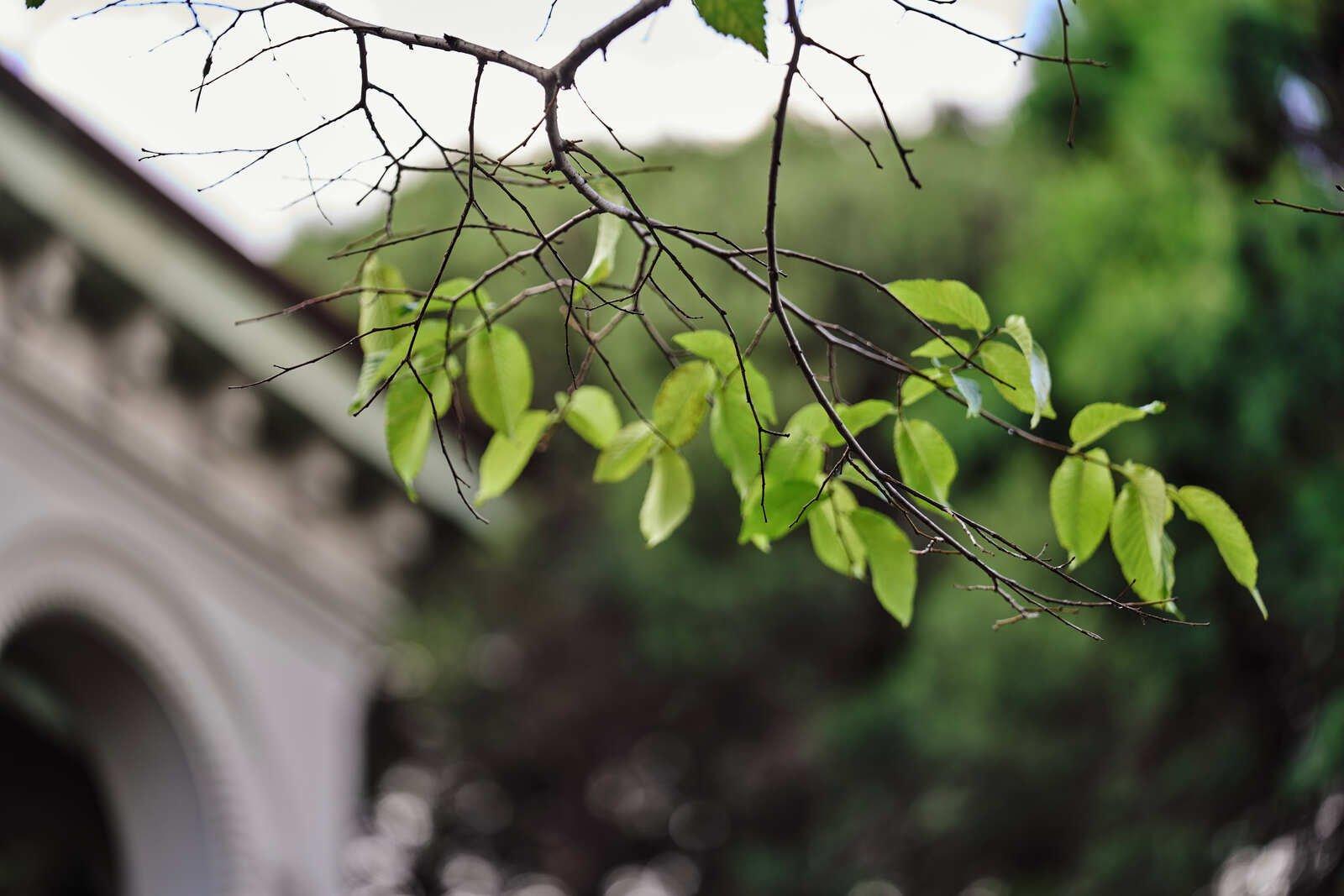 42 Chrystobel Crescent, Hawthorn, 3122