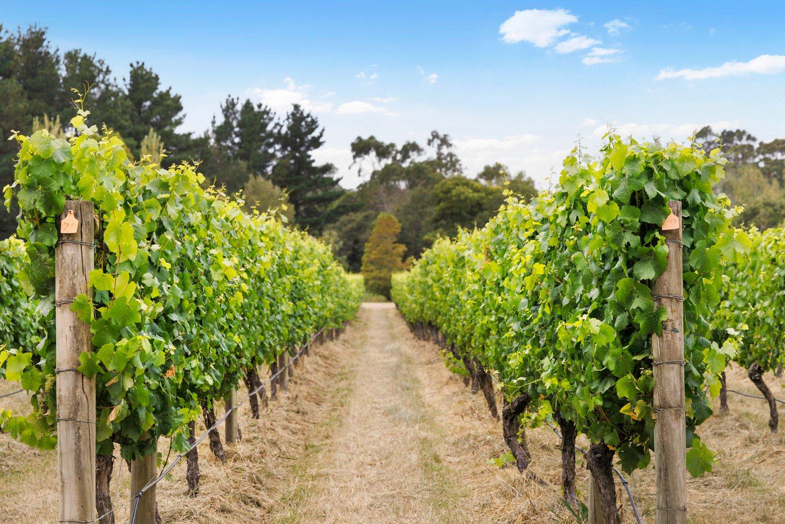 44 Merricks Road, Merricks, 3916