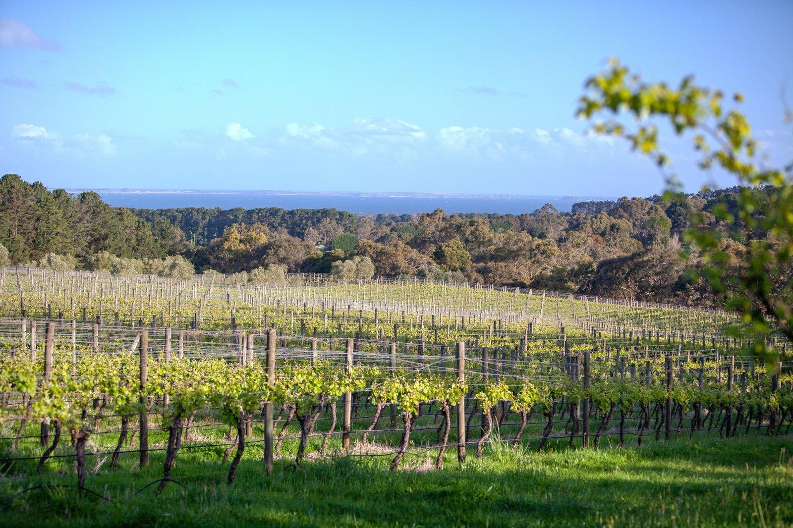 1 Callanans Road, Red Hill South, 3937