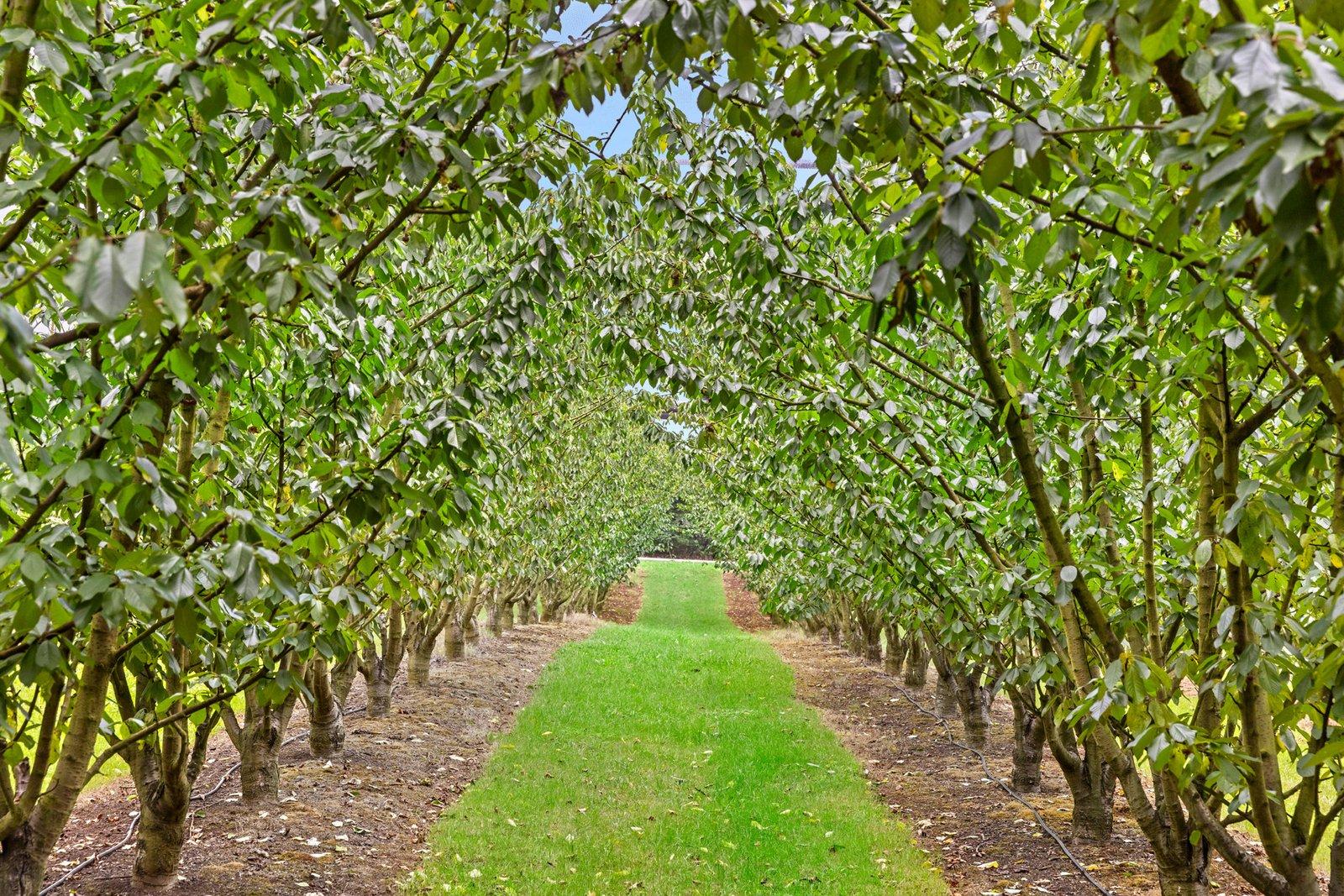 109 Mcilroys Road, Red Hill, 3937